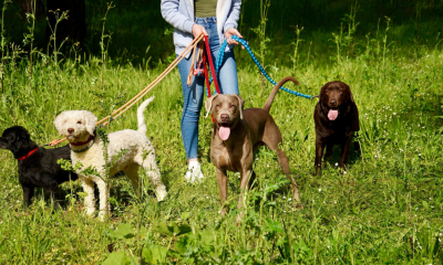 Earning money on the side as a dog walker could mean you need to complete a self assessment tax return